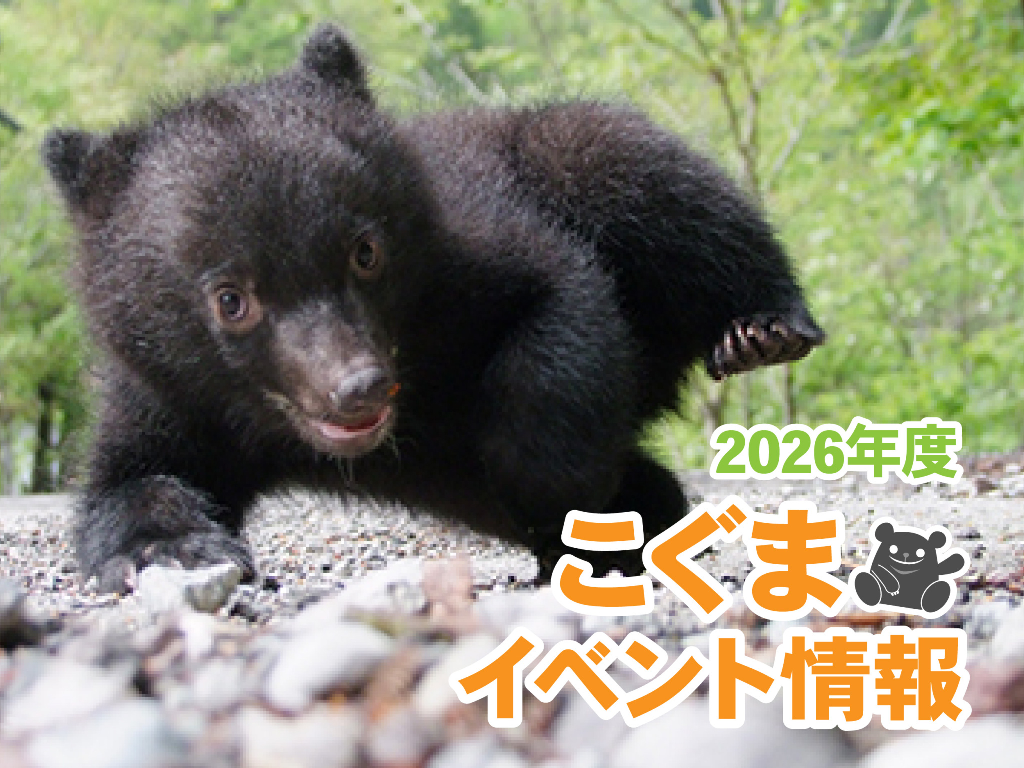 koguma202504.jpg